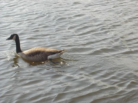 a canada goose on the witer - branta canadensis