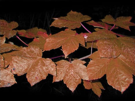 Close up Brown Autumn Leaves in One Stem, Isolated on a Black Background