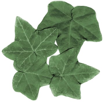 Four fresh green ivy leaves of different sizes arranged on a white background, overhead view