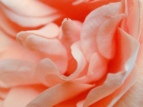 Floral background texture of coral pink rose petals in a close up view for a romantic or nature themed concept