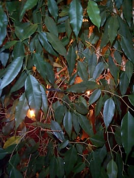 Full frame close up of lush shiny green leaves at night