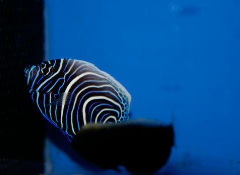 beautiful concentric patterns of a koran angel fish underwater