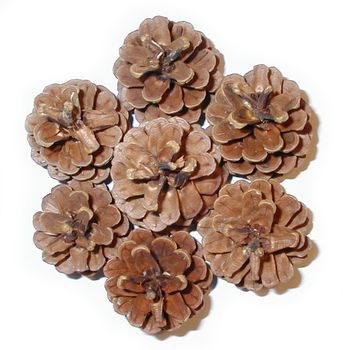 Pine cones arranged in a circle to give a floral shape viewed from above isolated on white