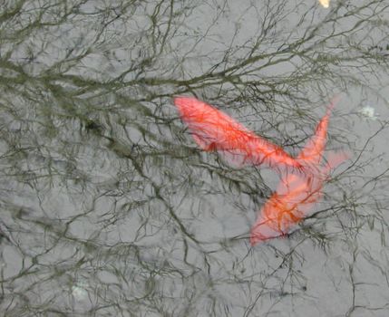 abstract reflections in a goldfish pond