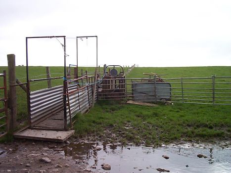 Livestock gate on a farm into a muddy paddock with green fields in the background in an agricultural landscape
