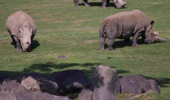 a herd of rhino grazing