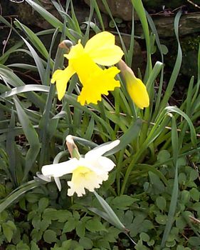 Cluster of fresh yellow and variegated spring daffodils or narcissus growing outdoors in a garden or woodland, high angle view of the flowers