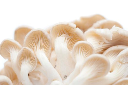 Closeup of the underside and gills of fresh oyster mushrooms used as a vegetable and savoury flavouring in gourmet cooking