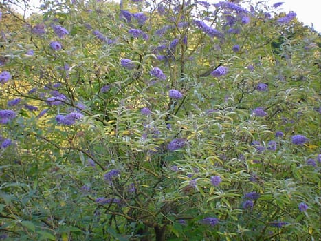Close up of tree with purple flowers