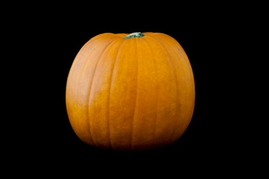 Fresh whole seasonal autumn or fall pumpkin on a dark studio background