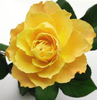 Pretty fresh yellow rose closeup viewed from above with green leaves, symbolic of love and romance