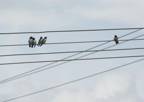 a conceptual image featuring five birds on power lines one bird isolated from the other group of birds