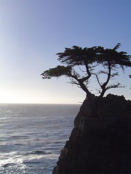 lone cyprus tree on the monterey coast, california