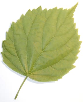a green leaf isolated on a white background