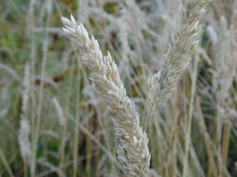 Feathery pampas grass inflorescence, widely cultivated as an ornamental grass in gardens
