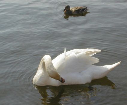 a swan floating on a lake preening itself