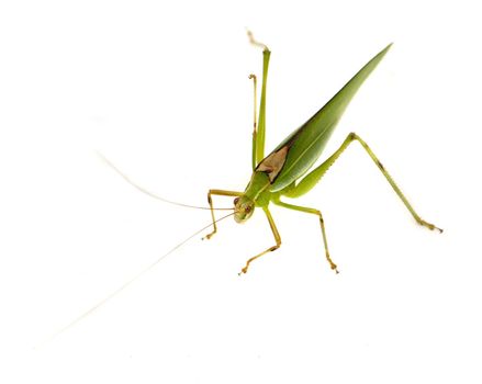 Single green grasshopper isolated on white background