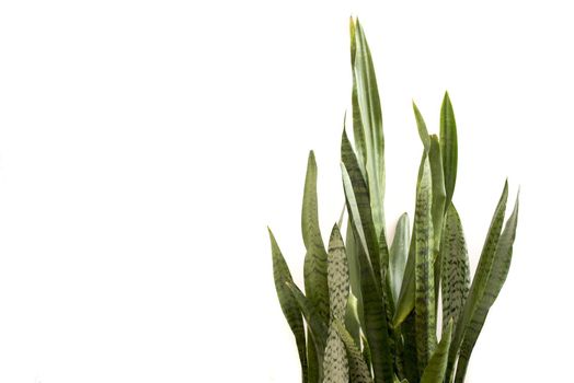 Snake Plant or Mother in Laws Tongue ornamental sword-shaped leaves isolated on white with copy space