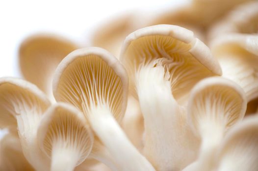 View from underneath of the gills and caps of fresh white oyster mushrooms which have a delicate flavour and are used as a cooking ingredient and vegetable