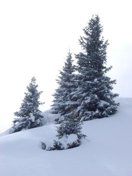 A small group of alpine pine trees stood in a snow drift
