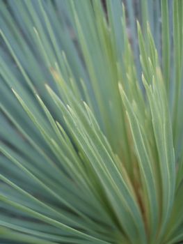 details of new foliage, clean, fresh, metaphor of re-birth and renewal