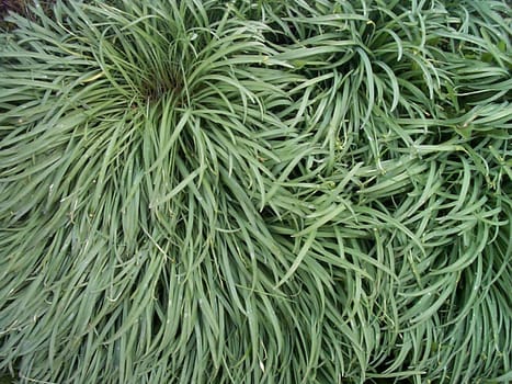 curving patterns in green grass