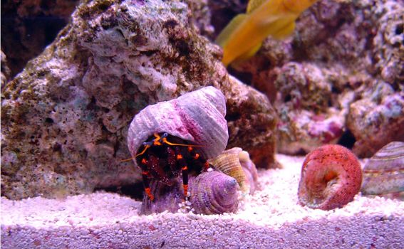 a blue legged hermit crab hinds in his shell