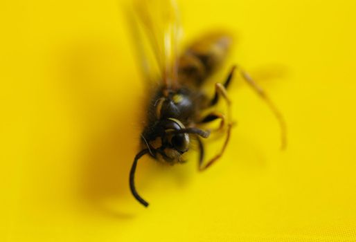 a dead wasp or hornet on a bright yellow backdround
