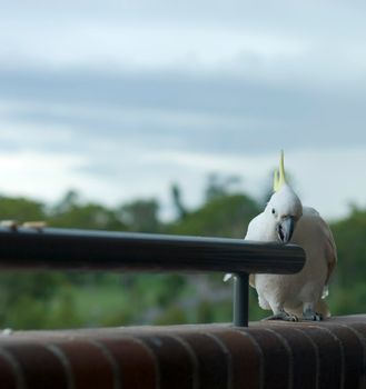 a sulphur crested cockatoo perched on a balcony ledge eating a cracker