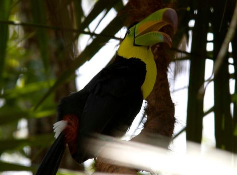 Toucan with its distinctive brightly coloured bill