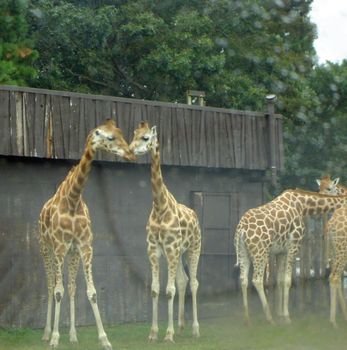 giraffe image snapped on a zoo tour on a wet day