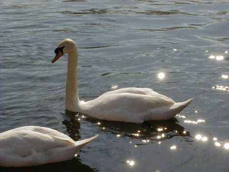 two swans floating on a lake with sparkling reflections