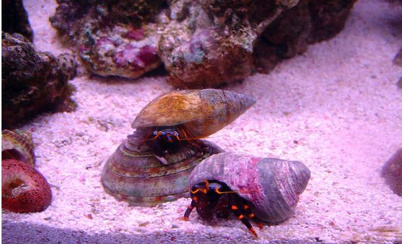 a blue legged hermit crab hinds in his shell