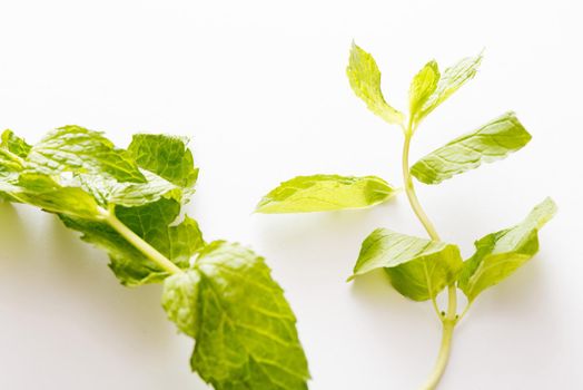 Close up on sprigs of fresh mint with aromatic green leaves for flavouring and seasoning in baking and cooking