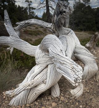 Twisted Dead Desert Bleached Tree Bark
