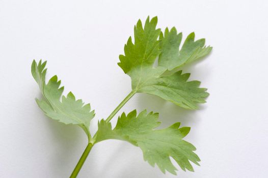 Close up of a coriander leaf, also known as Chinese parsley, used as a garnish and seasoning in cooking