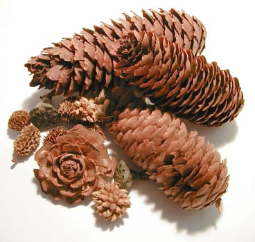 Pile of assorted pine cones in different shapes and sizes from different species of tree on a white background