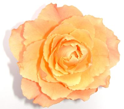 Perfect single orange rose picked and placed on a white background, close up view for an anniversary or romantic theme