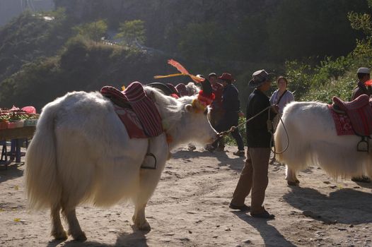 a market in china with two white long haired ox