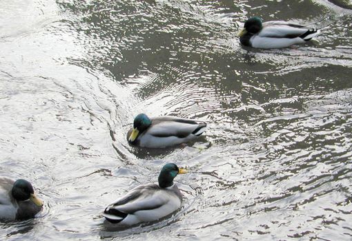 four male mallard ducks on a pond