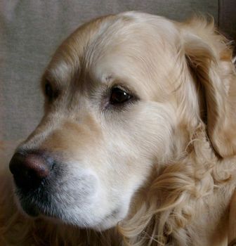the head of a golden retriever dog