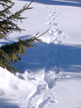 footprints through deep snow passing and alpine tree
