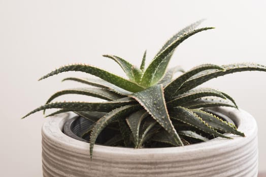 Potted ornamental aloe plant with variegated toothed leaves in a close up side view on white