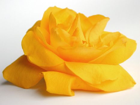 Close Up Profile of Bright Yellow Rose Bloom Cut and Featured on White Studio Background