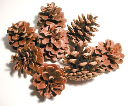 Collection of dried pine cones in a random arrangement on a white background, high angle view