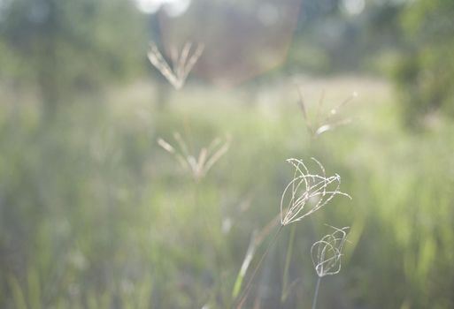 Fine delicate wild grasses growing in a meadow on a misty wet day, selective focus to the inflorescence