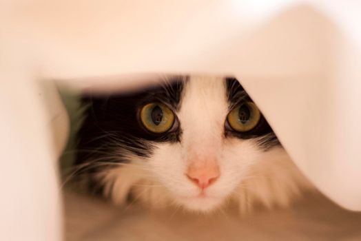 a cute black and white cat hiding under the bed coveres