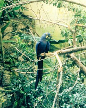 a hyacinth blue parrot or macaw on a branch