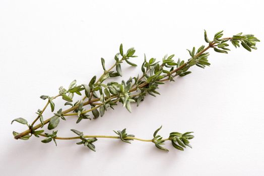 Sprig of fresh aromatic green thyme leaves on white for use as an ingredient for seasoning in cooking