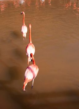 a line of three pink flamingos wading through the water